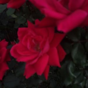 Meet your Posher, Cinthia